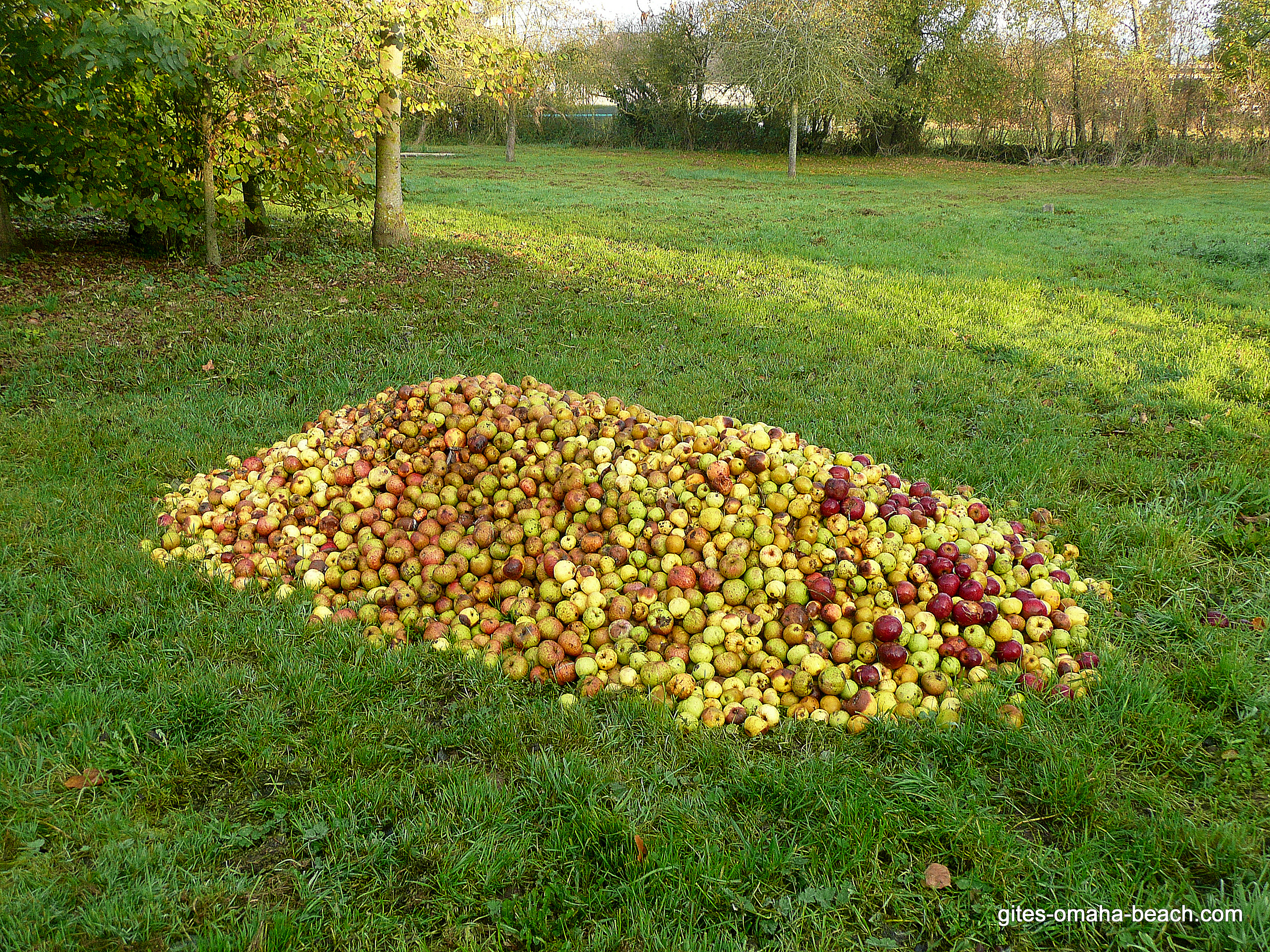 Les pommes attendent d'être transformées