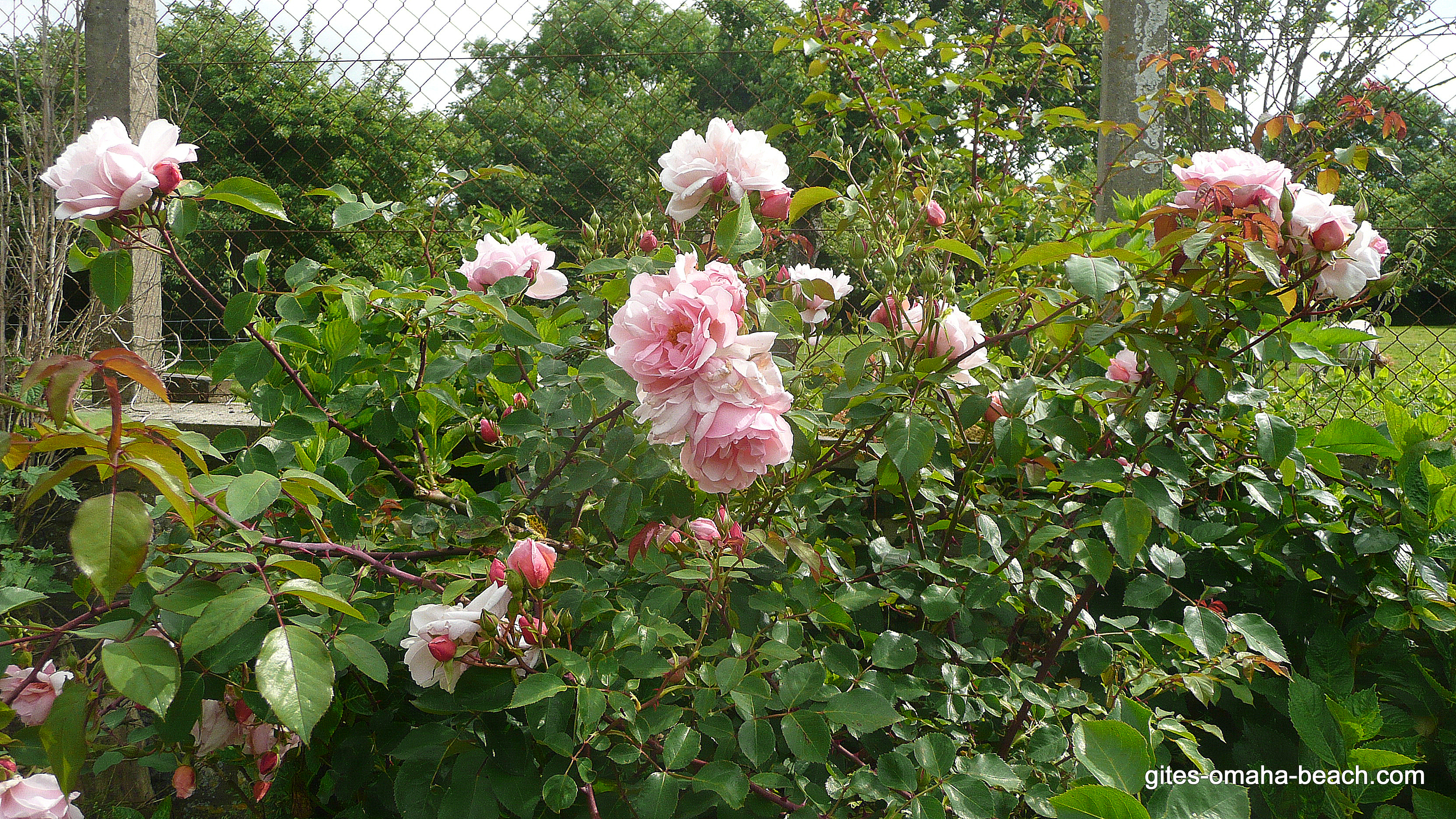 Rosier grimpant dans le potager