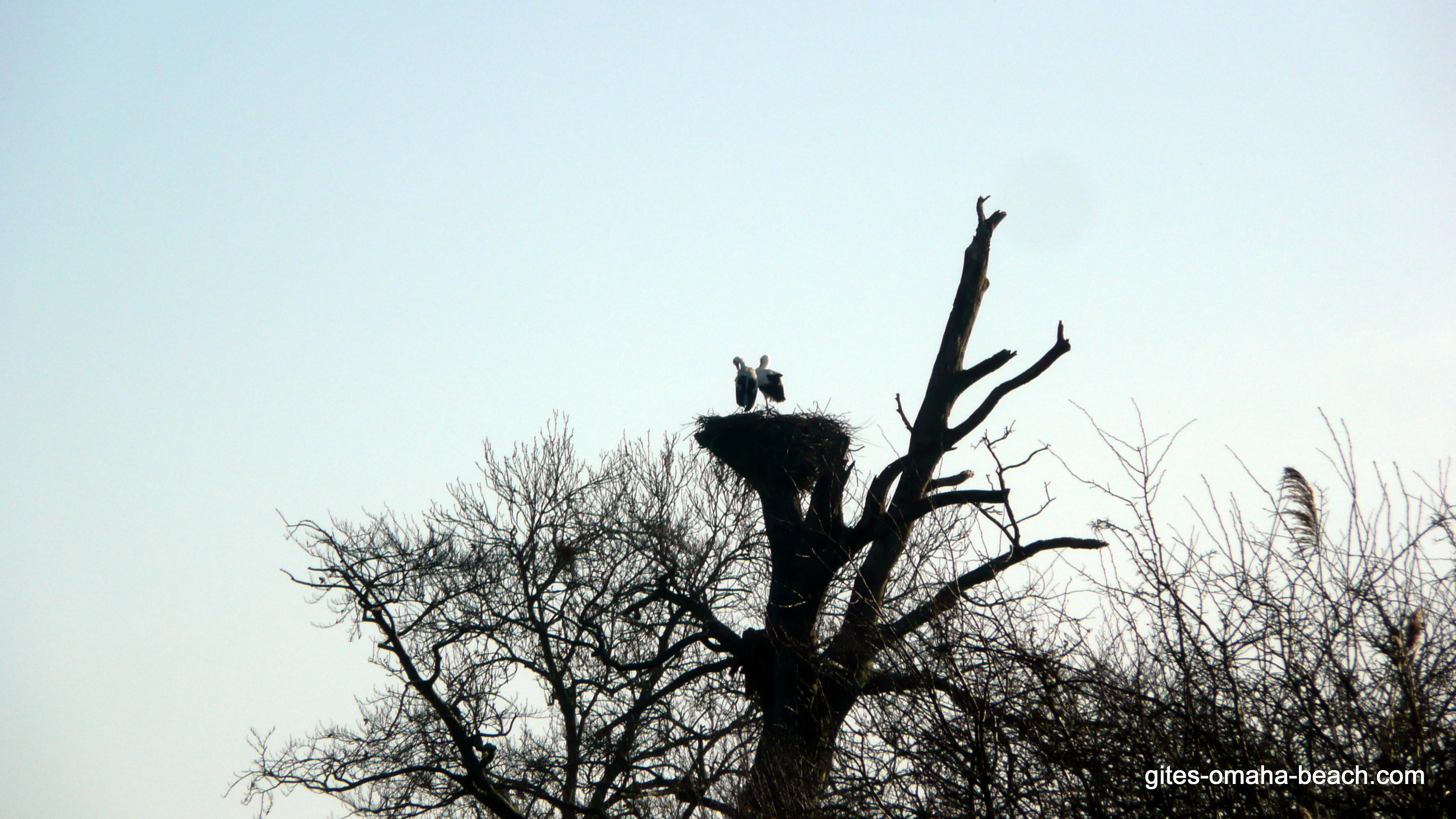 Couple de cigognes dans le marais