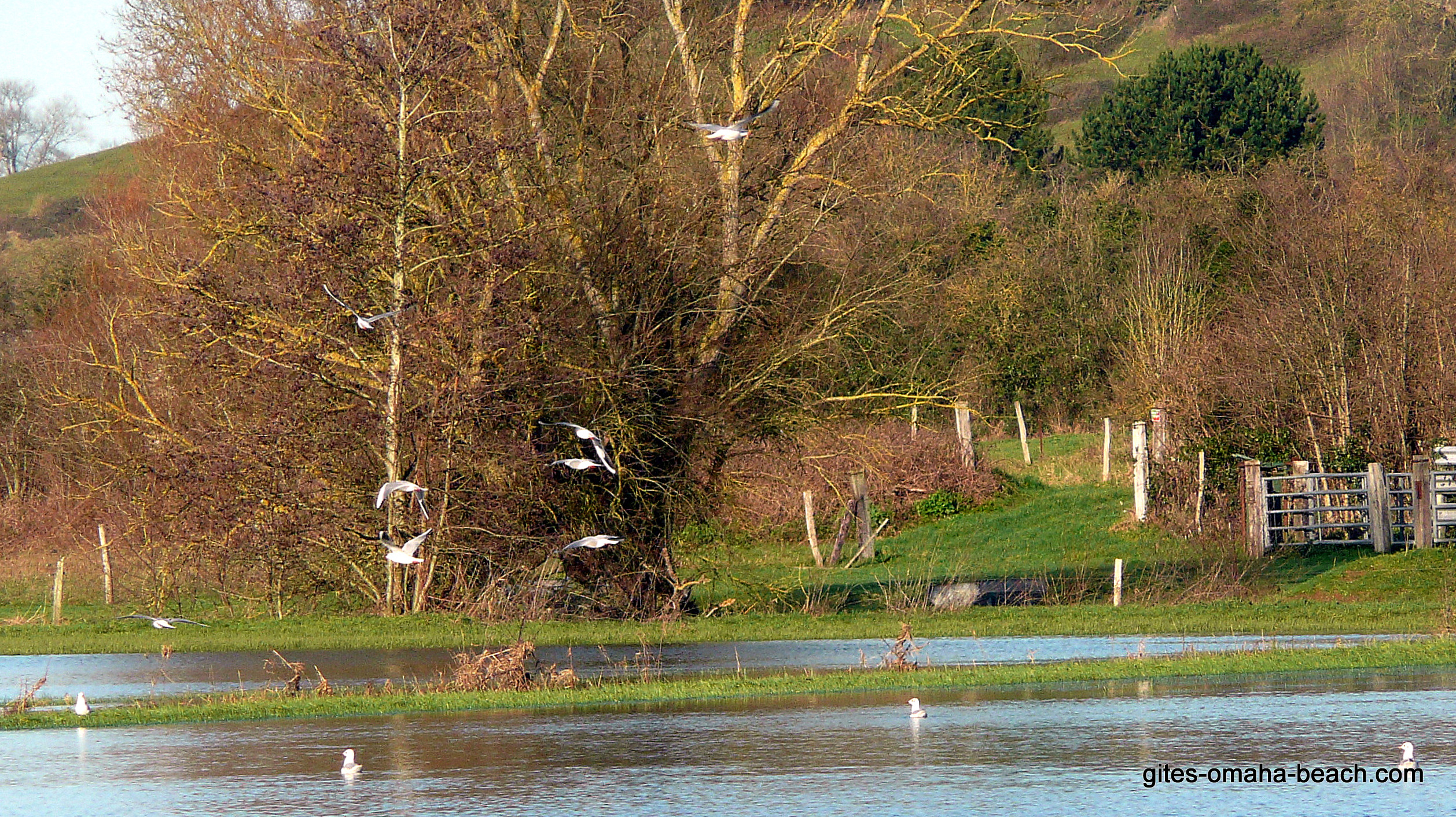 Oiseaux de mer dans le marais à Mandeville-en-Bessin